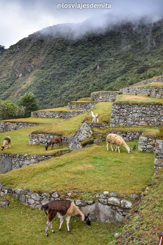 Día 15. Machu Picchu con subida Huayna Picchu - 3 SEMANAS EN PERÚ del Amazonas a Machu Picchu 2019 (3)