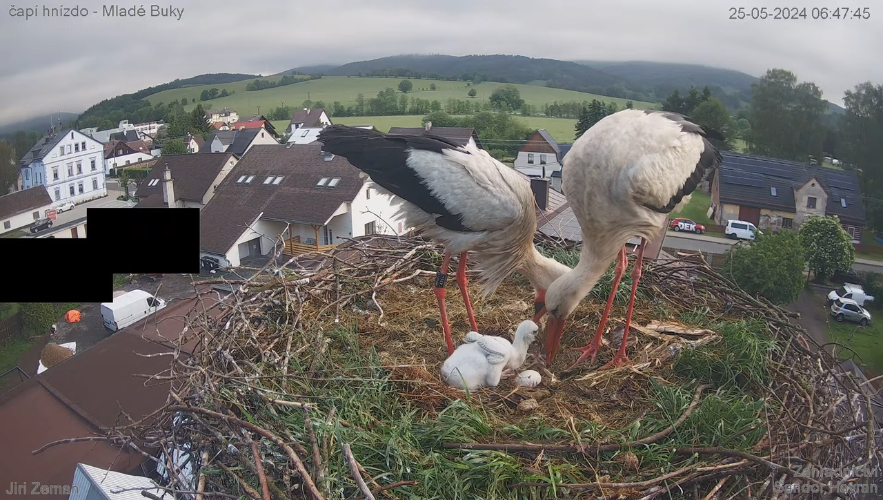 Tiešraides kamera — Mladé Buky — stārķa ligzda 9-43-7 screenshot