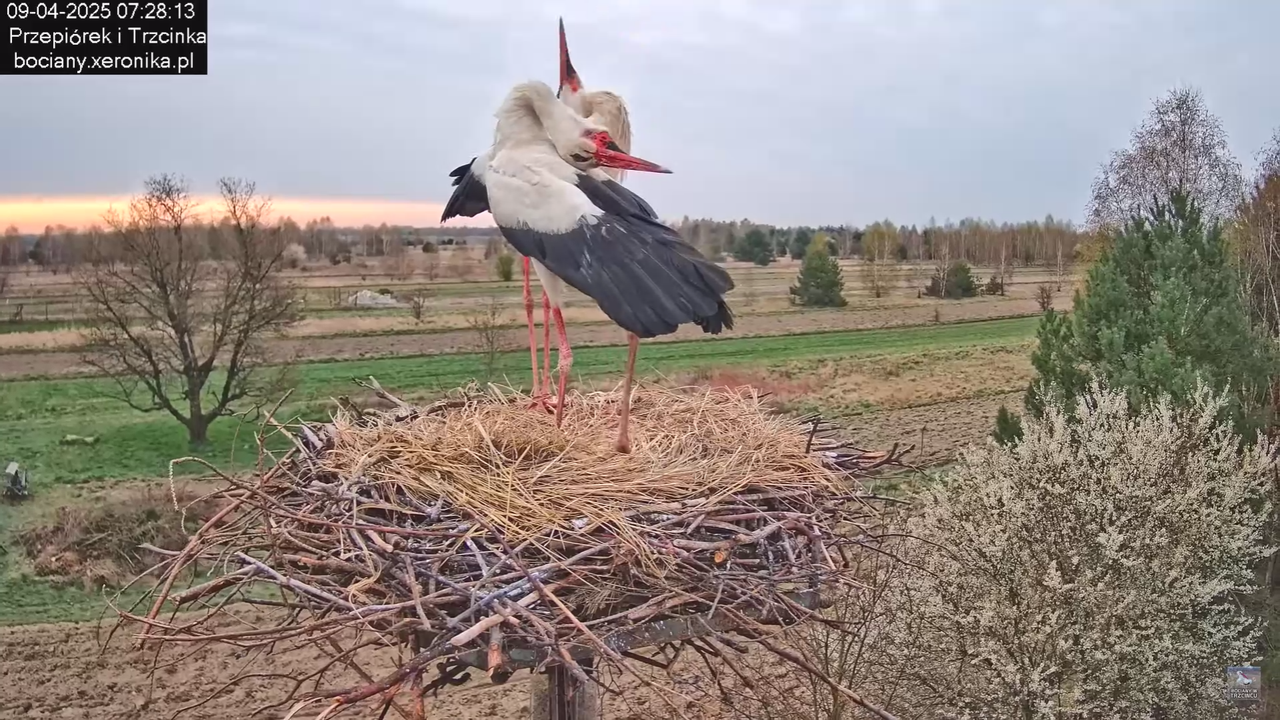 09042025bociany_33