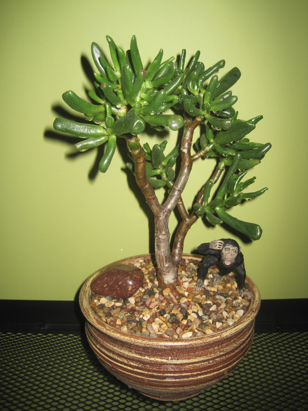 Коралл после первого полива 1 февраля 2023 г