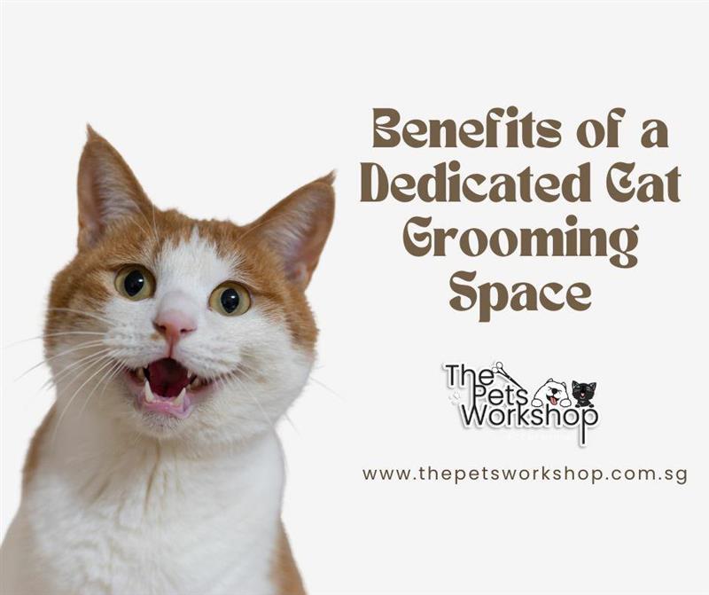 Benefits of a Dedicated Cat Grooming Space — The Pets Workshop
