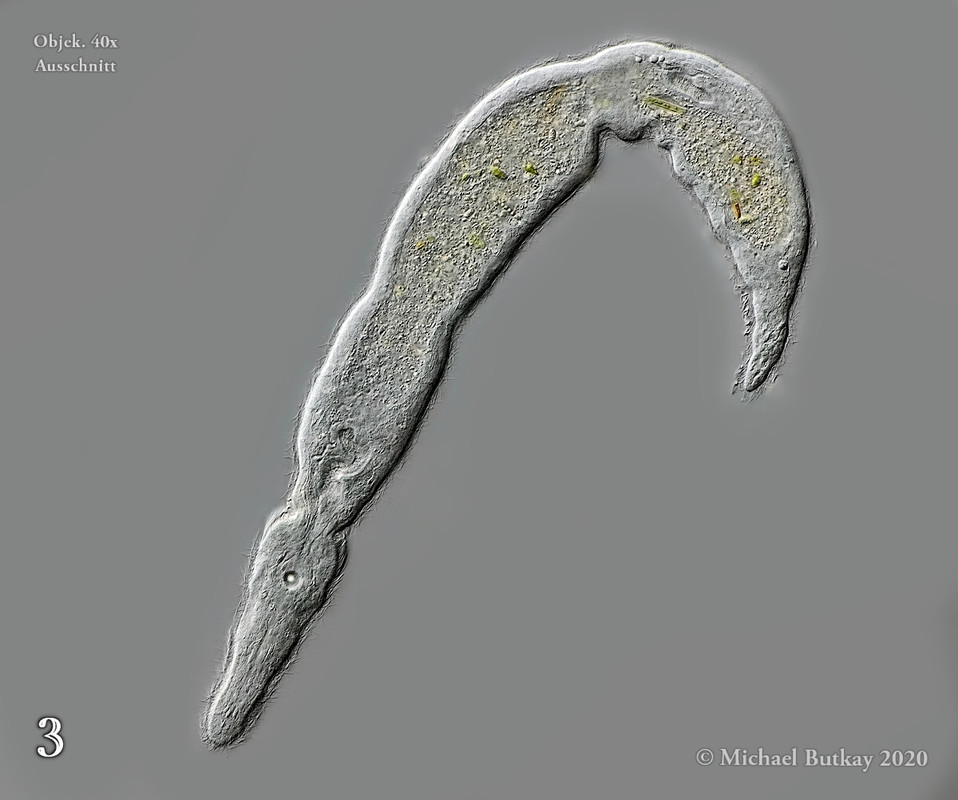 Catenula lemnae_I4A2267_11-04-2020b