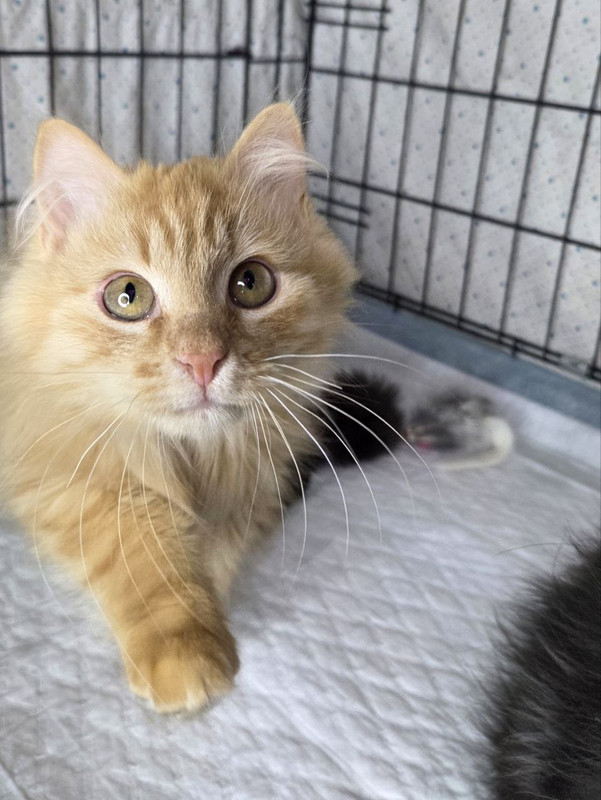 Нафаня, Шуша и Плюша