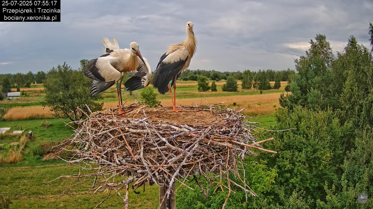 25072025bociany21