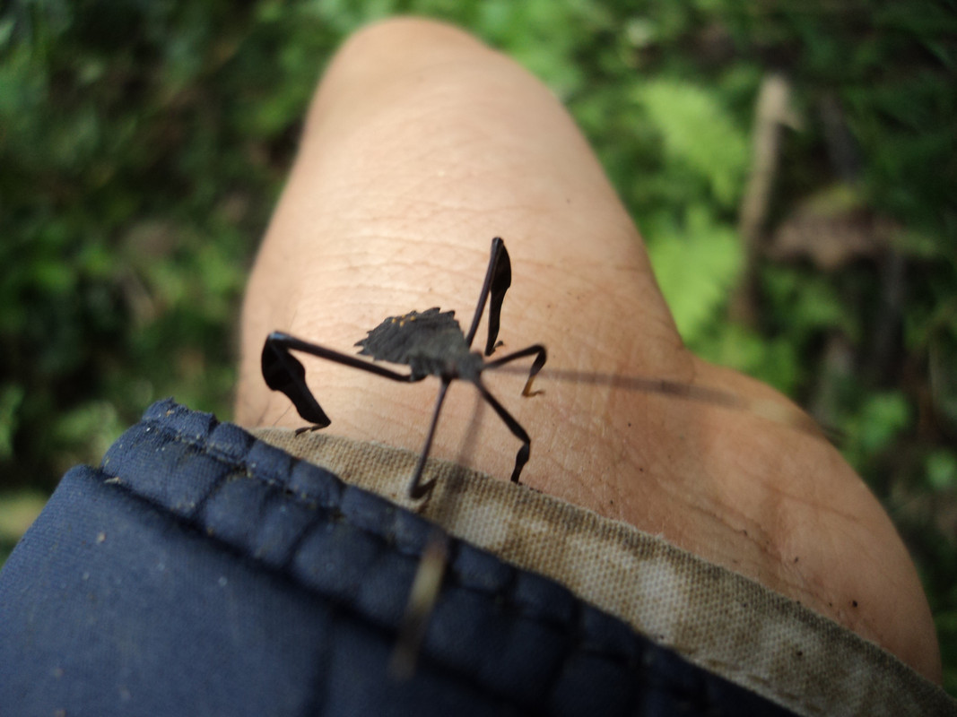 iNSECTO (2)
