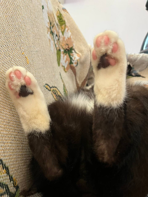 IMG_20250529_170322_302