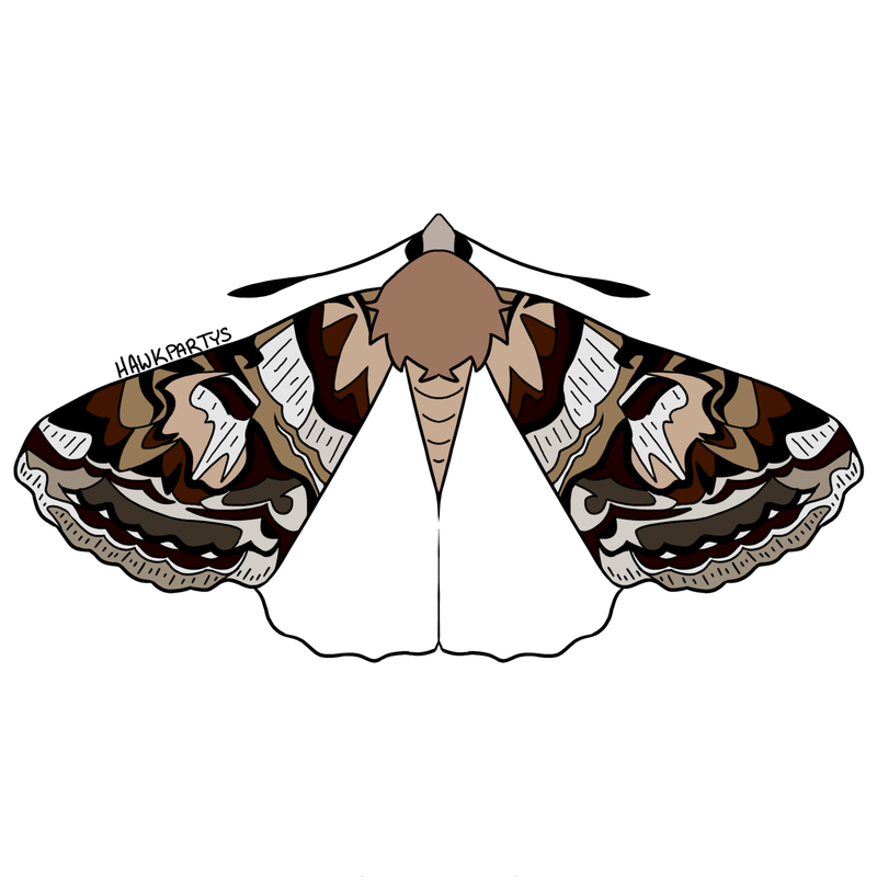 moths3