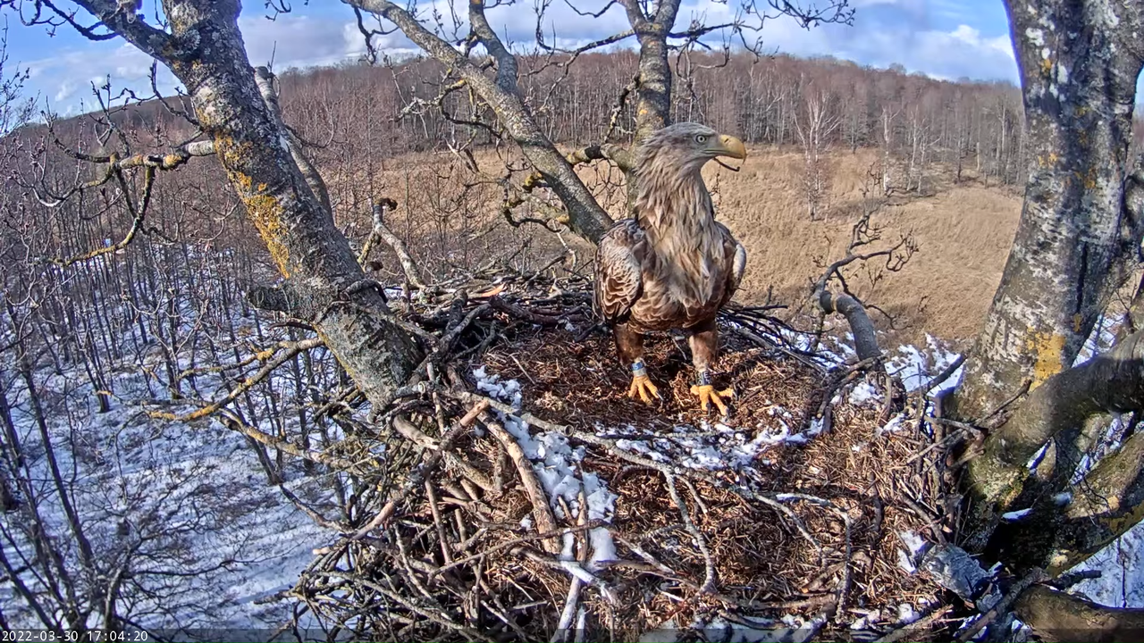 Merikotkas__Haliaeëtus albicilla 12-9-35 screenshot