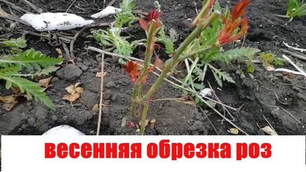 Как определить, когда раскрывать розы весной после зимней перезимовки ...