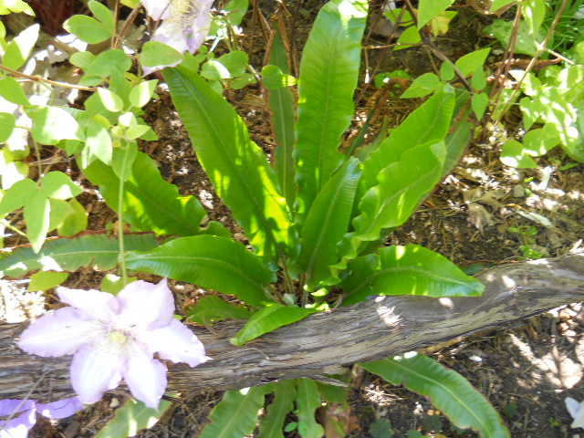 DSCN5493