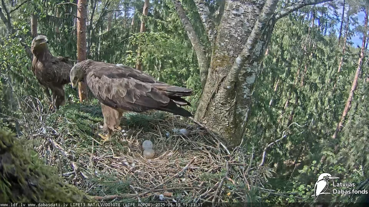 Mazais ērglis (Clanga pomarina), ligzda bērzā 13-38-37 screenshot