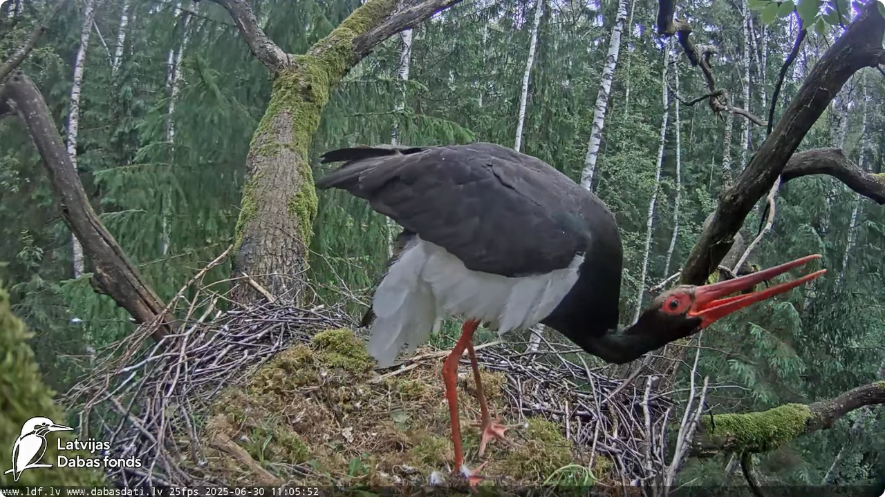 Screenshot 2025-06-30 at 20-07-21 Melnais stārķis (Ciconia nigra) Ogres novadā - LDF tiešraide - You