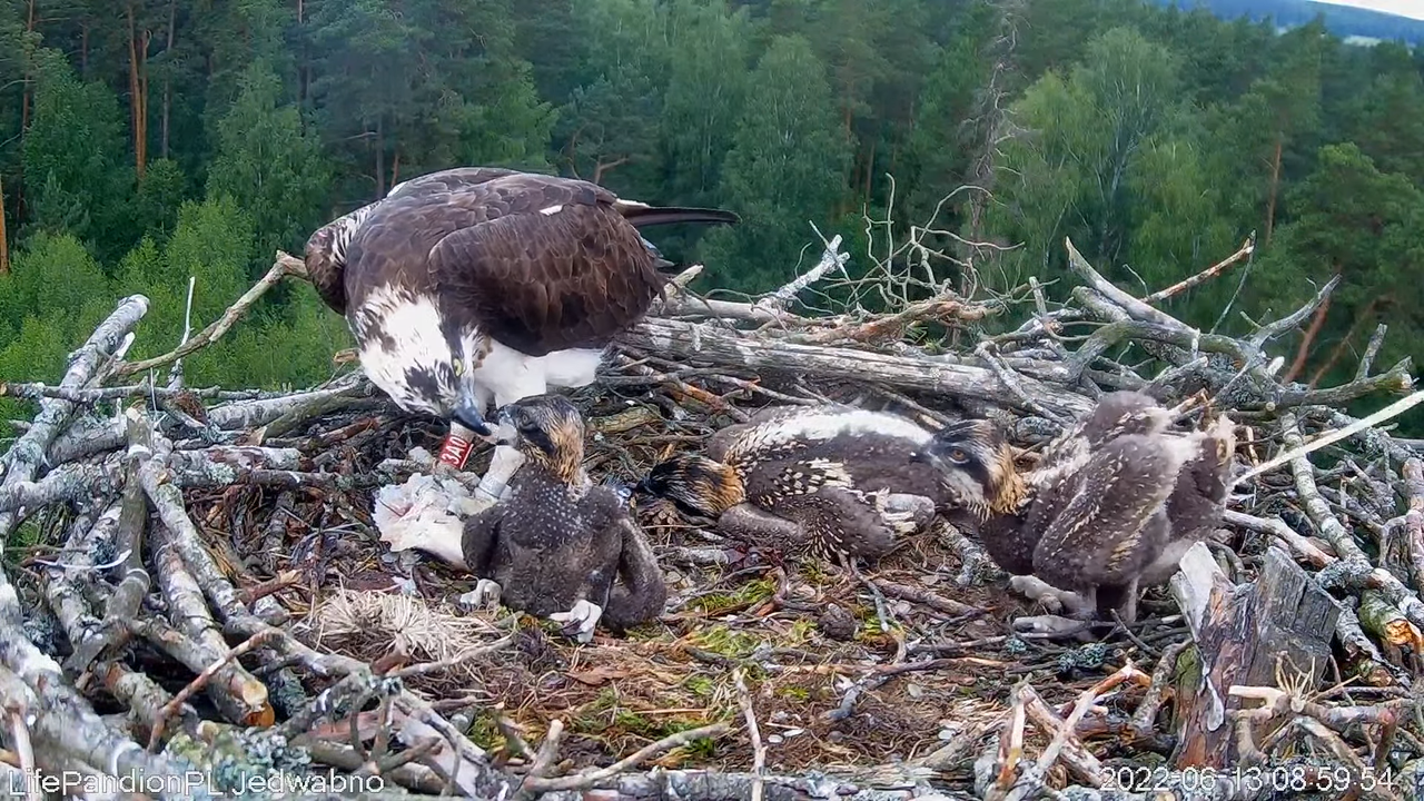 Rybołowy Online Puszcza Napiwodzko-Ramucka _ Ospreys Online in Napiwodzko-Ramucka Forest 2-51-33 scr