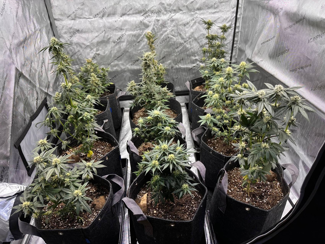 Indoor Cannabis Growing Setup