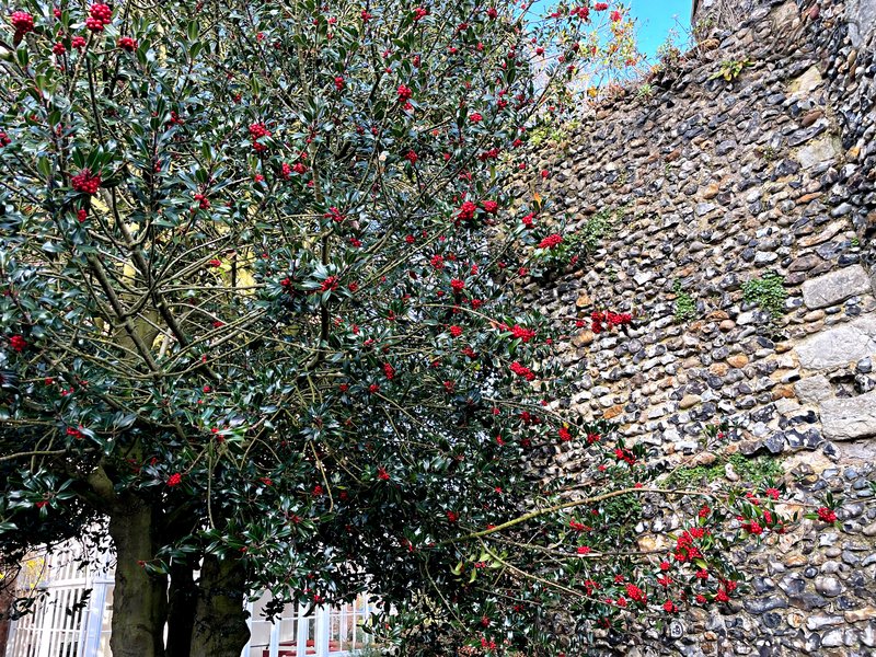 winter-Holly-tree-HD.jpg