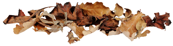 143790053_LMB_Fall_Bounty_Element_36