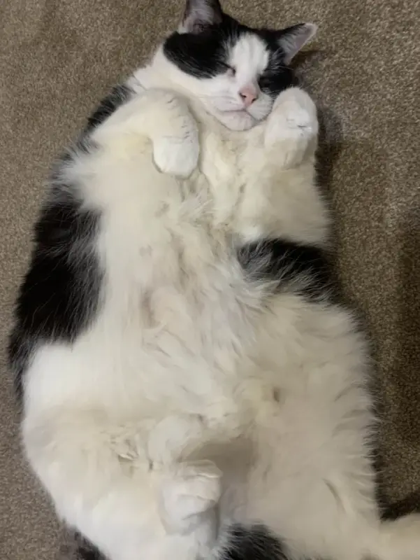meow!