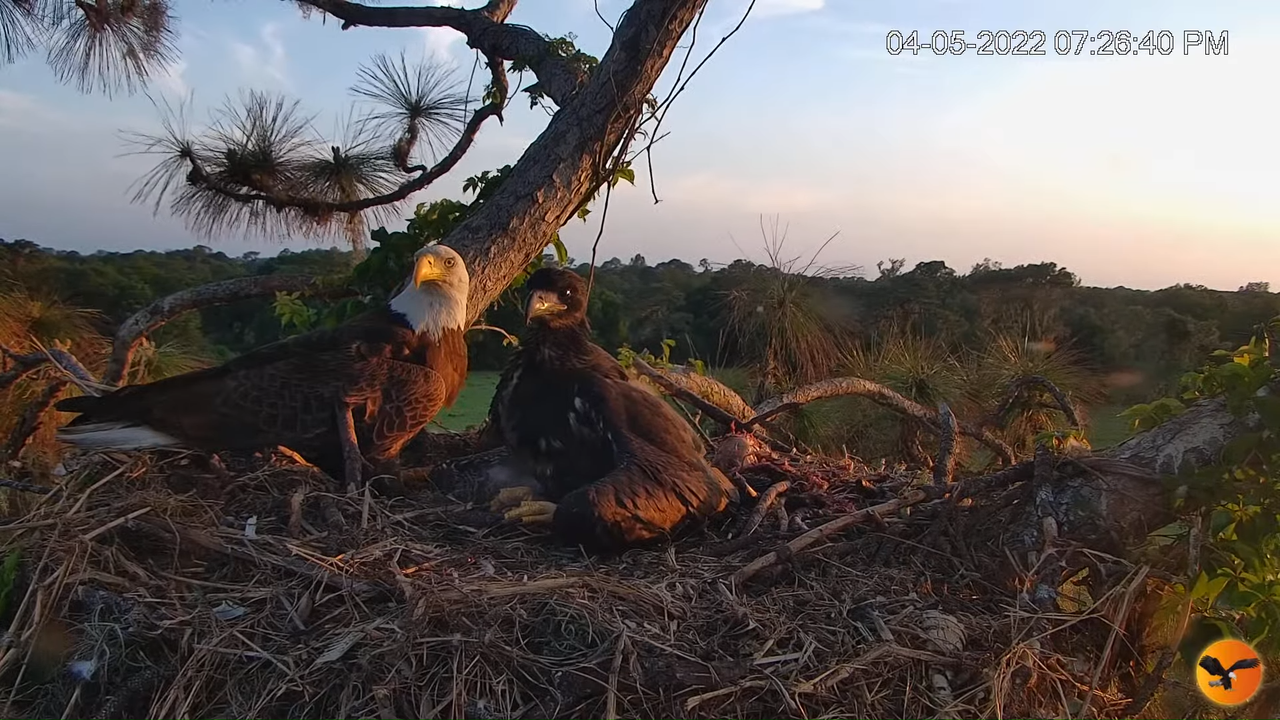 EC Nest Cam 3-14-54 screenshot (1)