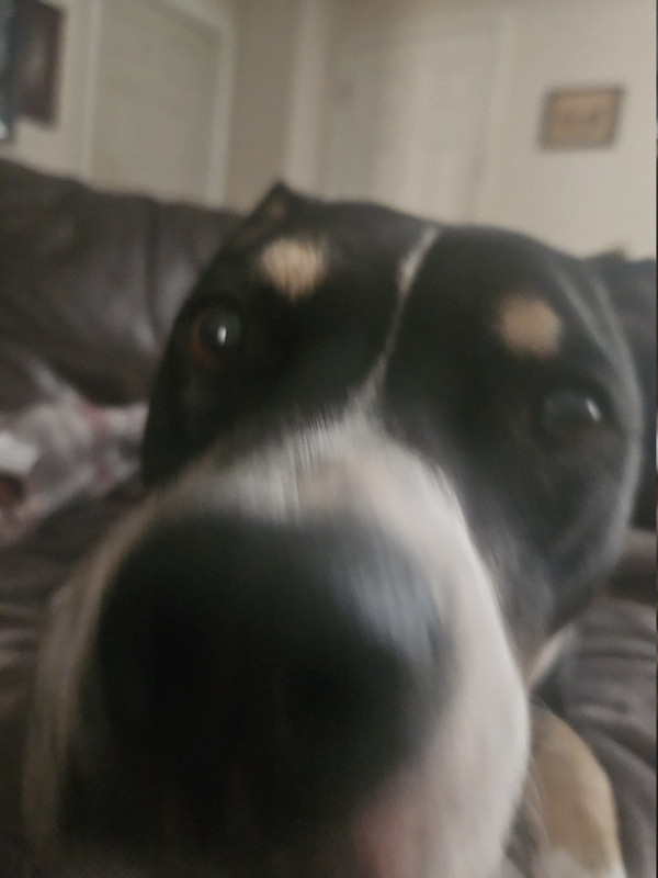 took this yesterday but wtv he was so cute here he was licking my hand when I took this awwwaww