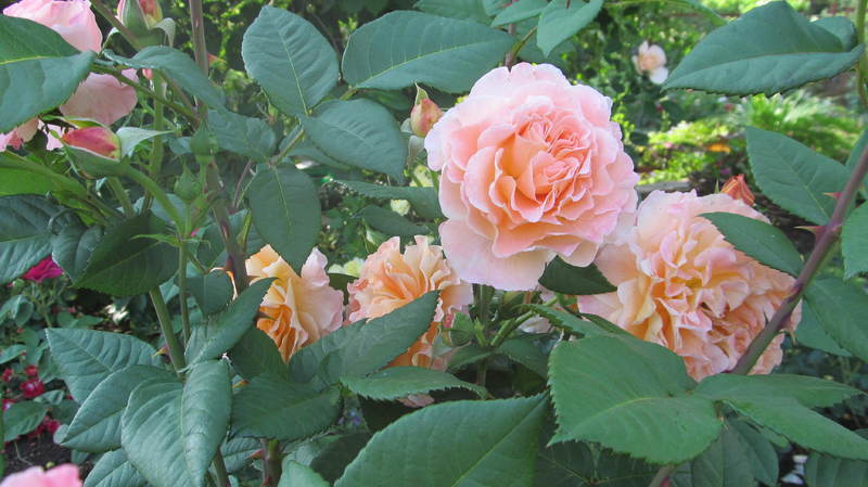 052