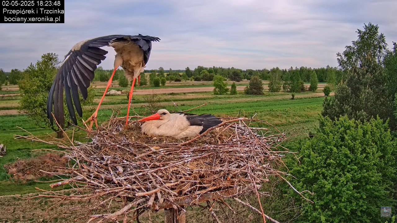 02052025bociany24