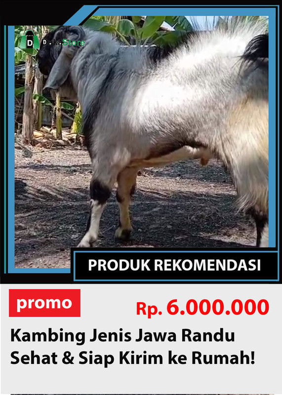 KAMBING JAWA RANDU