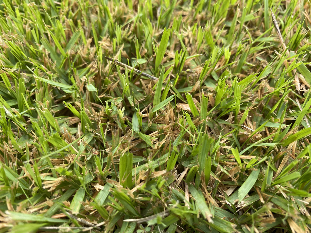 Zoysia Palisades brown spots Lawn Care Forum