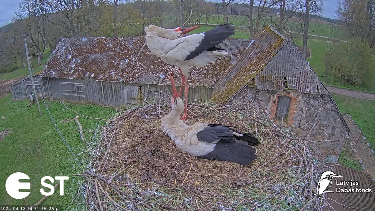 Baltie stārķi (Ciconia ciconia) Tukuma novadā - LDF tiešraide __ White storks in Tukums, Latvia 11-1