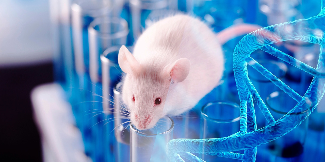 Producen embriones sintéticos de ratón  para investigación de cura humana