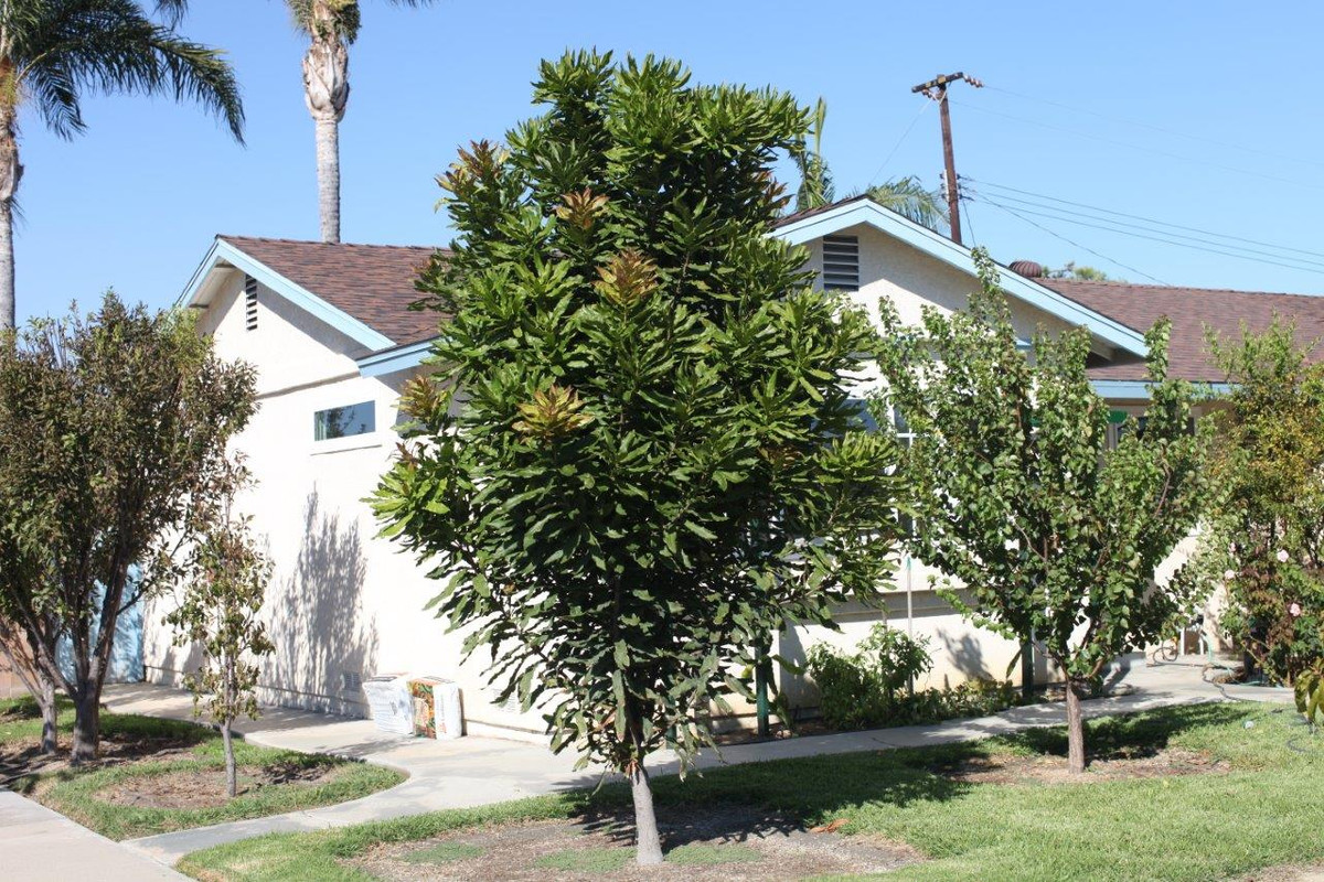 IMG_5894  Beaumont Macadamia Tree at 3.13 PM (10