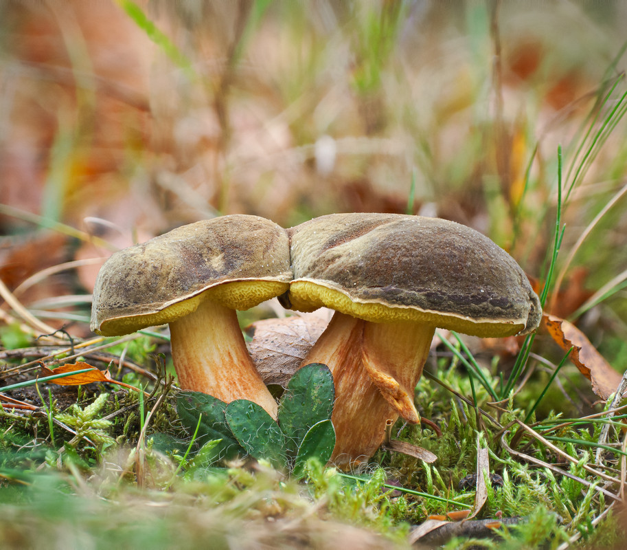 2024-11-01 19-33-01 (B,R8,S4)-Editzx-Editx