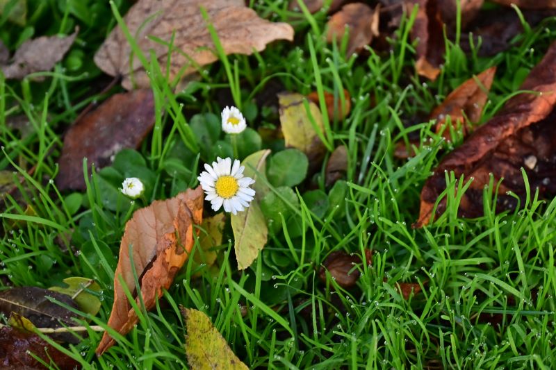 Otoño en Flandes - Blogs of Belgium - Introducción. (1)