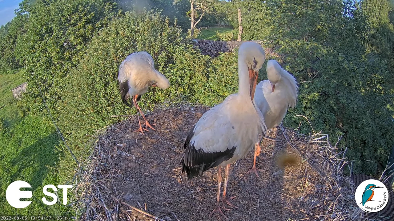 Baltie stārķi (Ciconia ciconia) Tukuma novadā - LDF tiešraide __ White storks in Tukums, Latvia 10-5