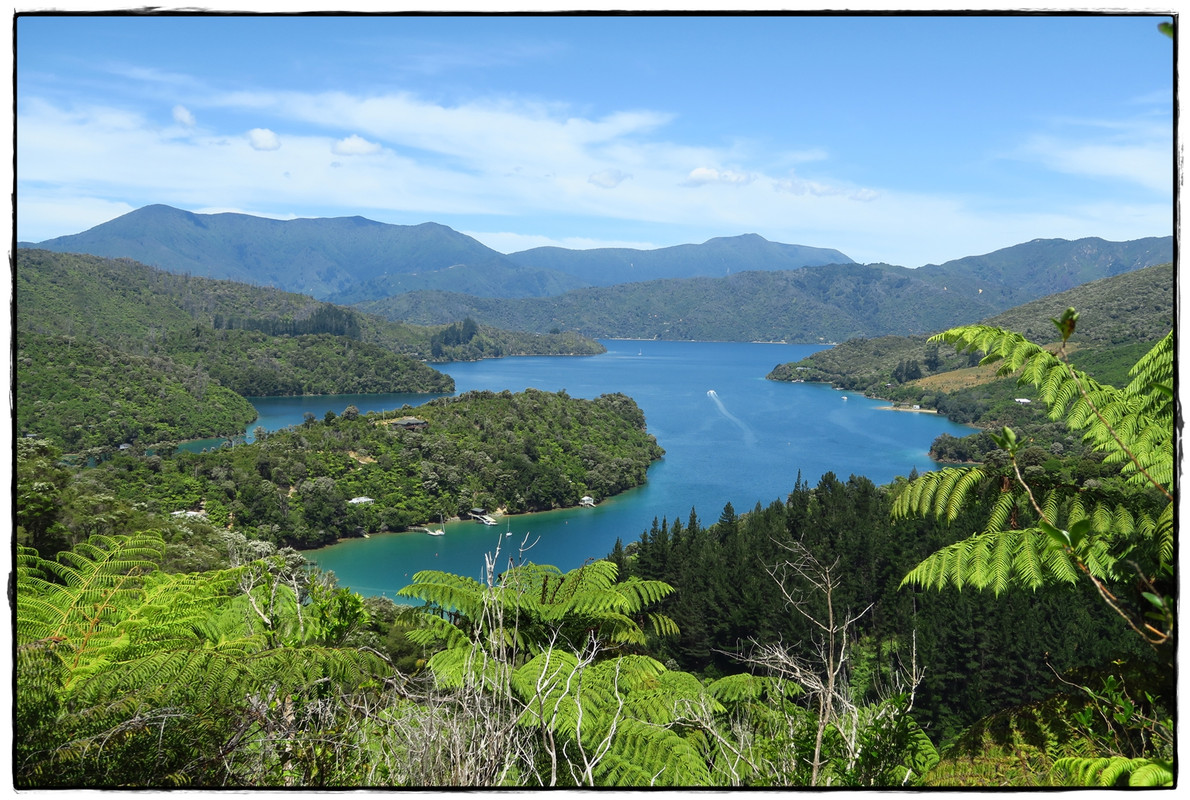 Escapadas y rutas por la Nueva Zelanda menos conocida - Blogs of New Zealand - Escapada a Picton (diciembre 2017): Queen Charlotte Track (15)