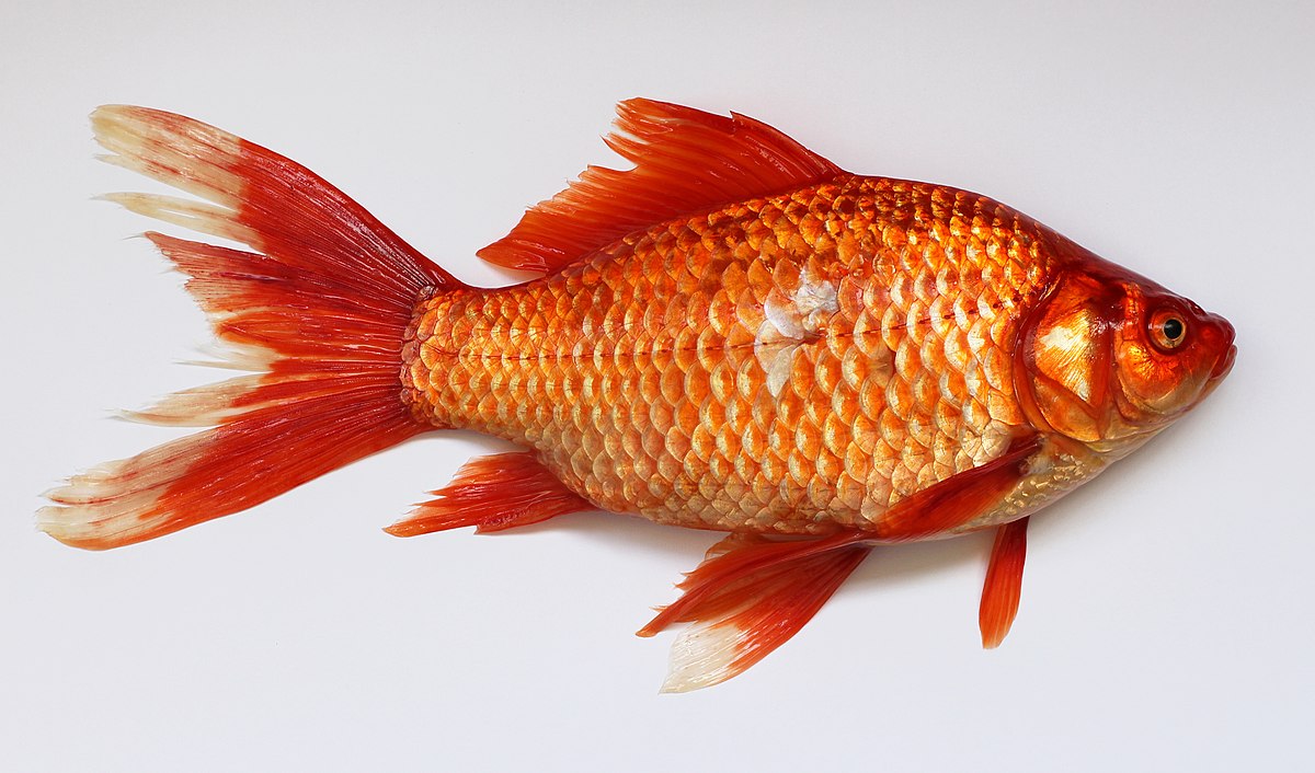 Carassius-wild-golden-fish-2013-G1.jpg