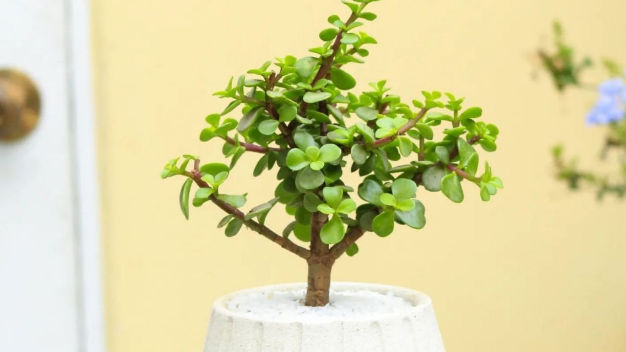 Fortalece tu árbol de jade con este poderoso fertilizante casero 