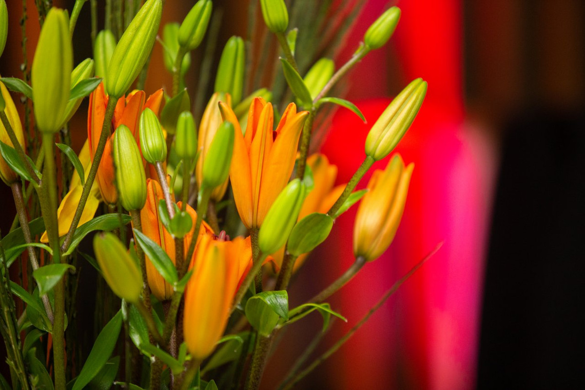 Día de la Odontología (64)