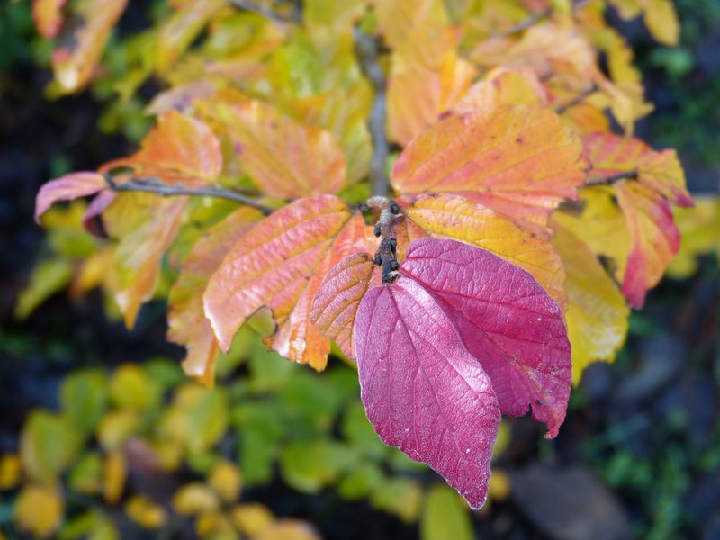2014-11-02 Herbstärber 2 - Parrotia Vanessa