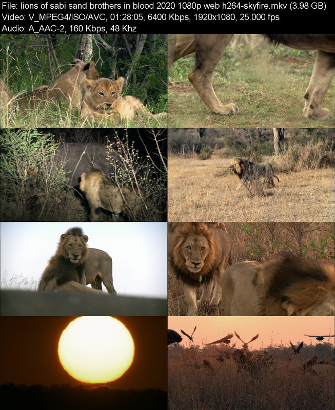 lions-of-sabi-sand-brothers-in-blood-202