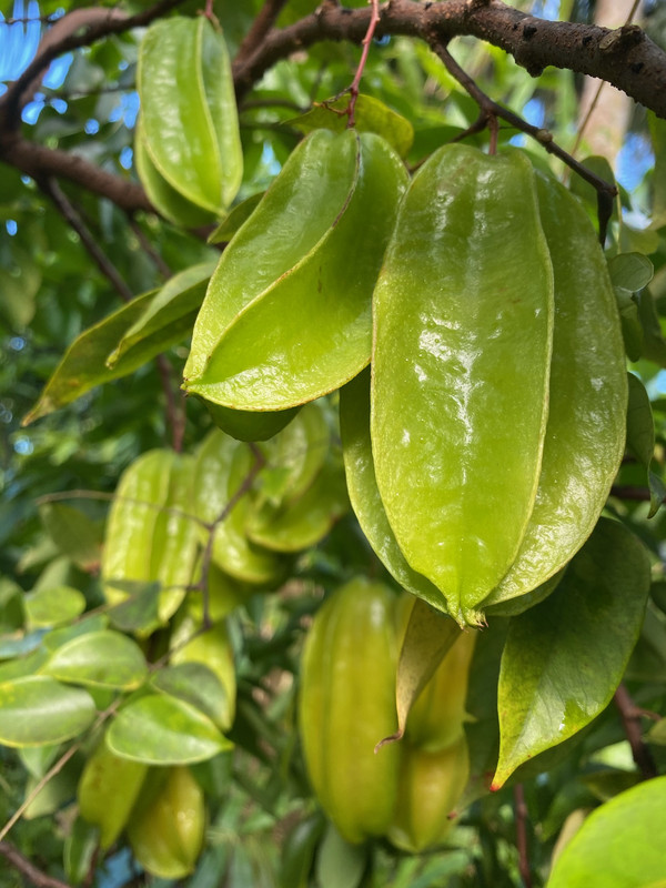 Carambola 11 2020