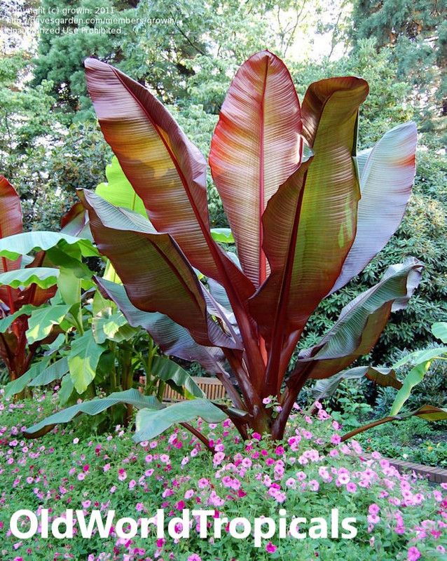 Ensete Maurelli Red Abysinnian Banana Trees Live Cold Hardy Ensete Maurelli Red Abysinnian Banana