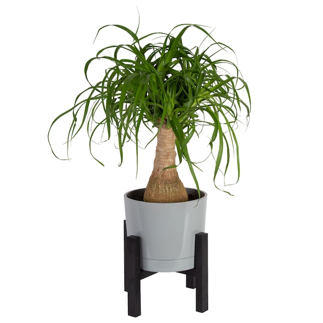 Upgrade Your Space with Discounted Costa Farms Plants at Lowe’s Upgrade Your Space with Discounted Costa Farms Plants at Lowe’s