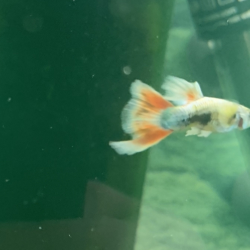 9CBCA46C-1A1A-4E2C-95BA-FAA59E10151A