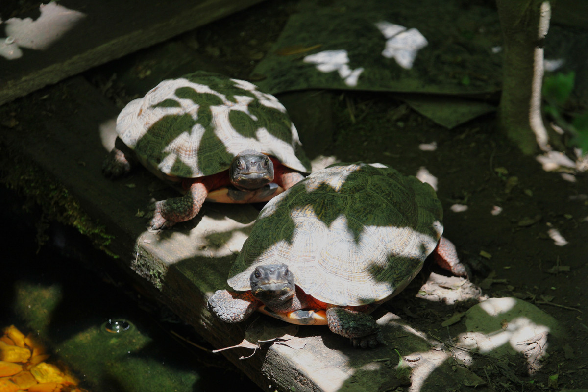 IMG-1603.jpg