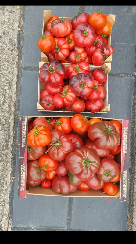 tomates