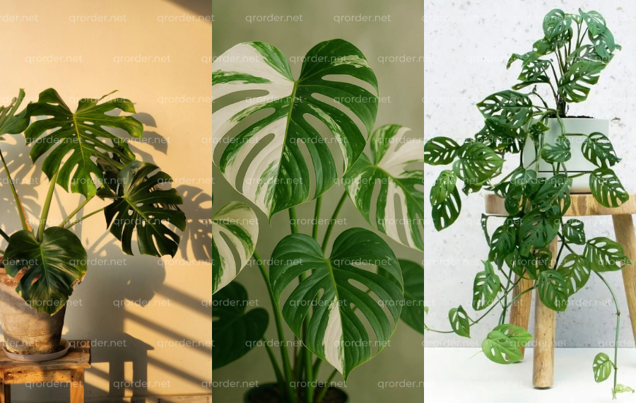 Monstera-Lua-chon-ly-tuong-khi-can-tao-diem-nhan-thi-giac.png