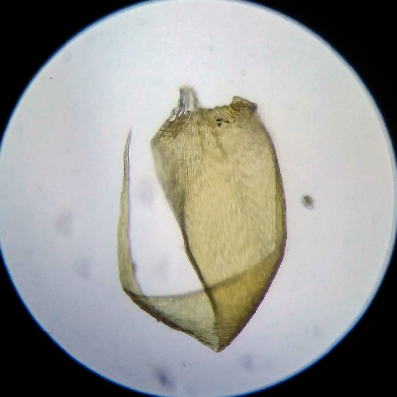 IMG 20250614 205606 HDR