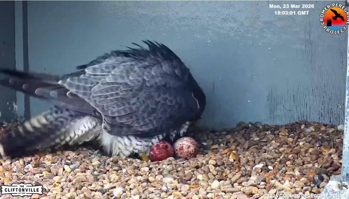 Screenshot 23 3 2026 18322 www youtube com