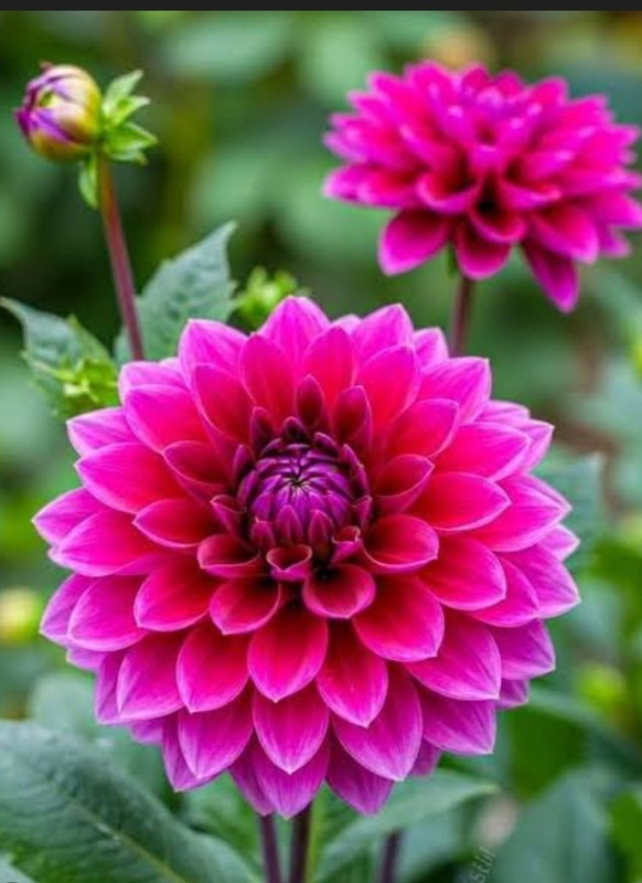 636868468-2683262802049655-5887236884442554401-n