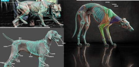 CGMA - Sculpting Anatomy from Animal to Creature